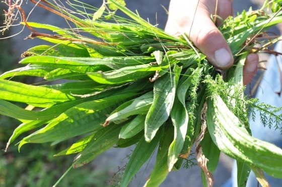 Cuisine sauvage à Rouvroy