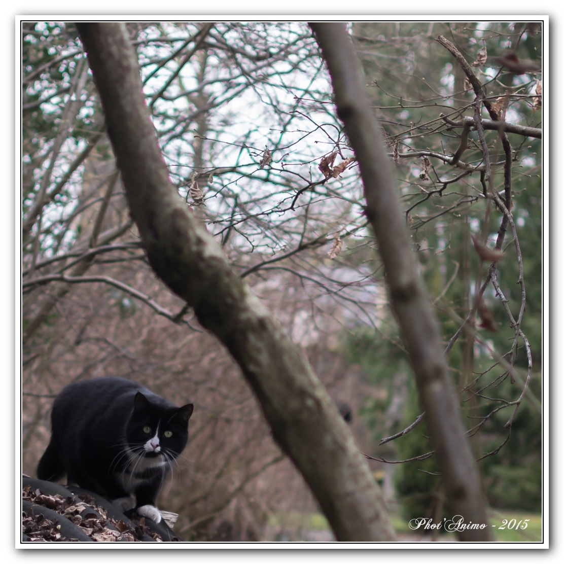 images/PORTRAITS/Arlon/lordpsp/DSC_1521