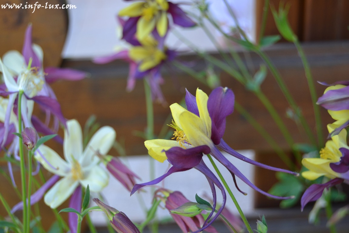 les Jardins de Chiny 2015