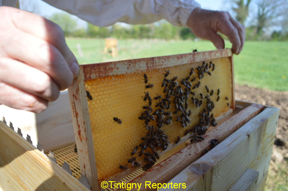 L’apiculture de la Corse à la province de Luxembourg