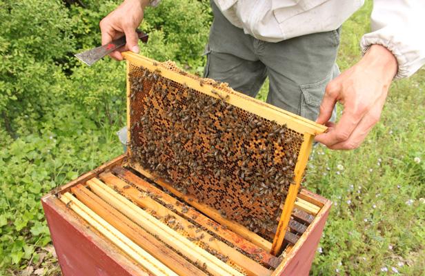 Formation apiculture à Anlier