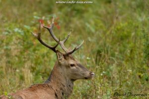 photographe animalier Luxembourg