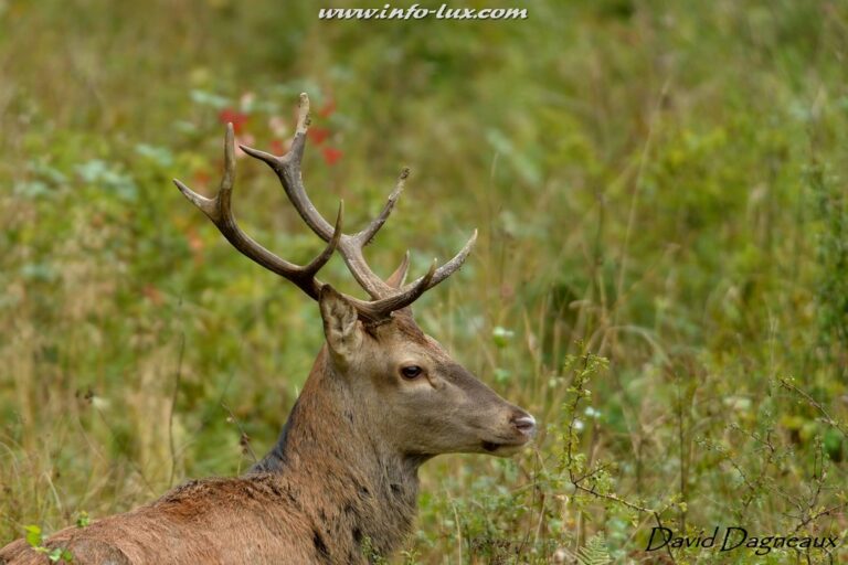 photographe animalier Luxembourg