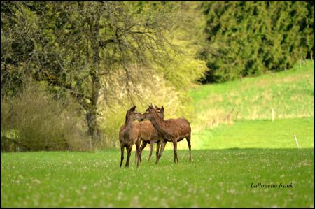 Photographies paysagères et animalières entre Ardenne et Gaume