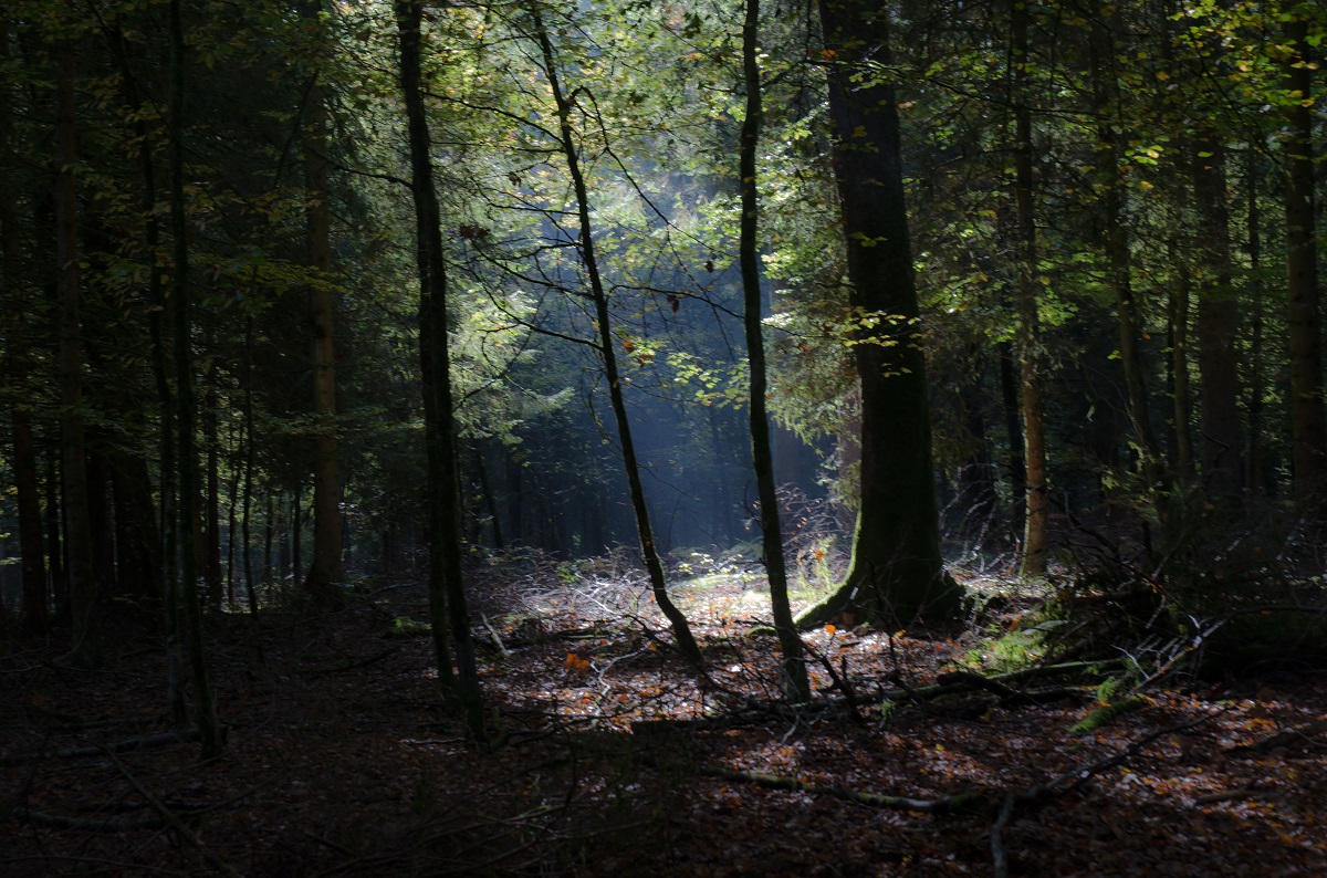 dylan poupaert photographe