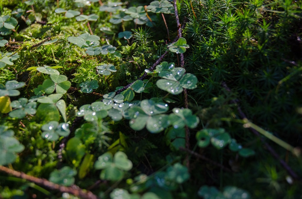 dylan poupaert photographe