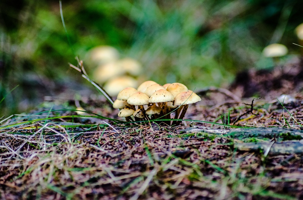 dylan poupaert photographe