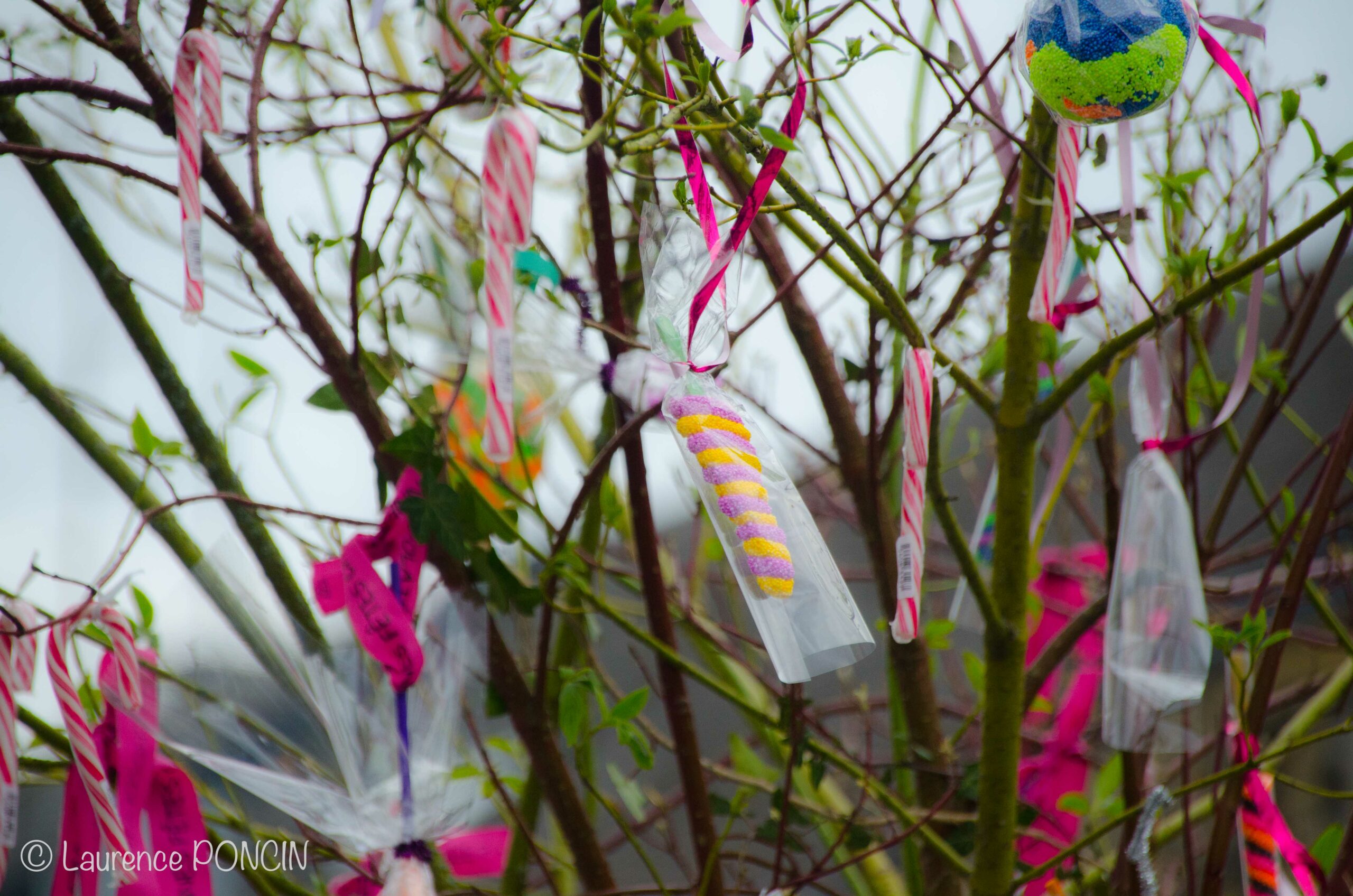 //media/jw_sigpro/users/0000002529/carnavalhabay2017/DSC_0061-1