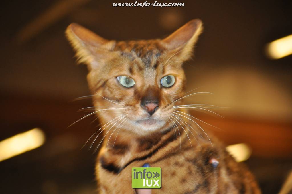 Plus de 500 chats au hall polyvalent d’Arlon