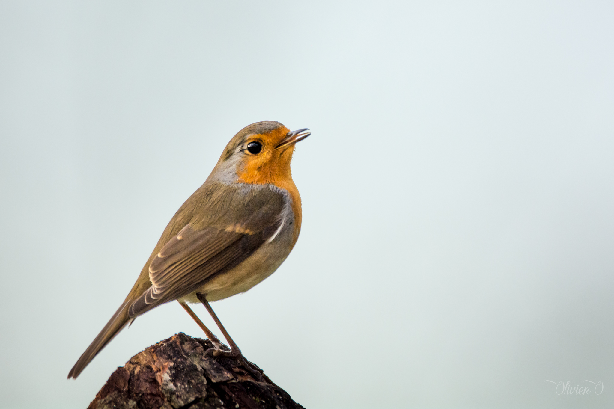 Rouge gorge Olivier Oswald : Parc naturel de la Vallée de l’Attert