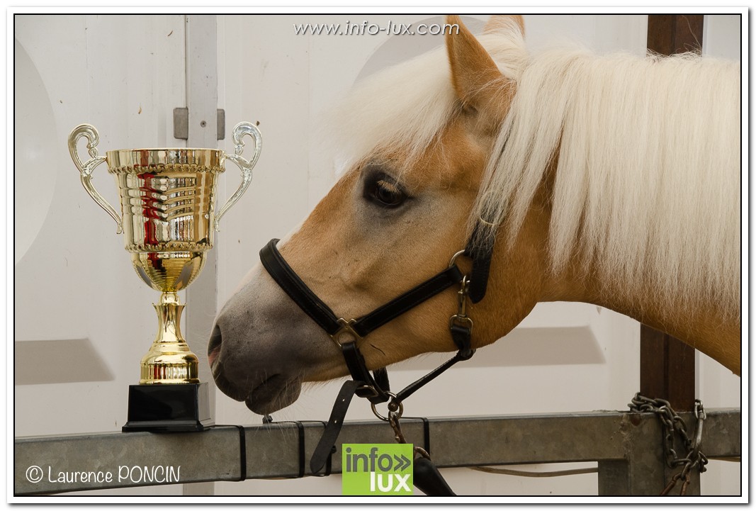 Concours chevaux à la Foire de Libramont