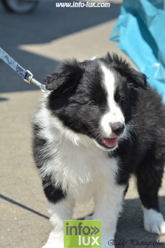 images/2018stmardcanin/Stmardcanin0058