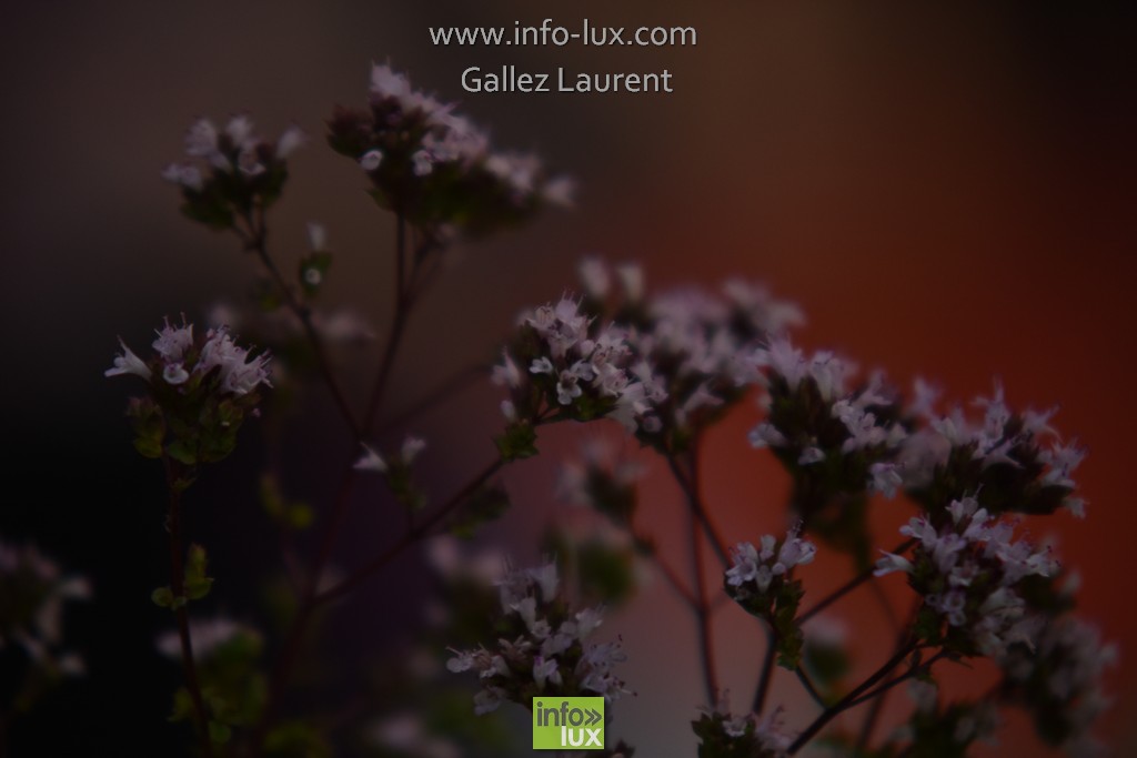 //media/jw_sigpro/users/0000001062/sd/libramonts0041