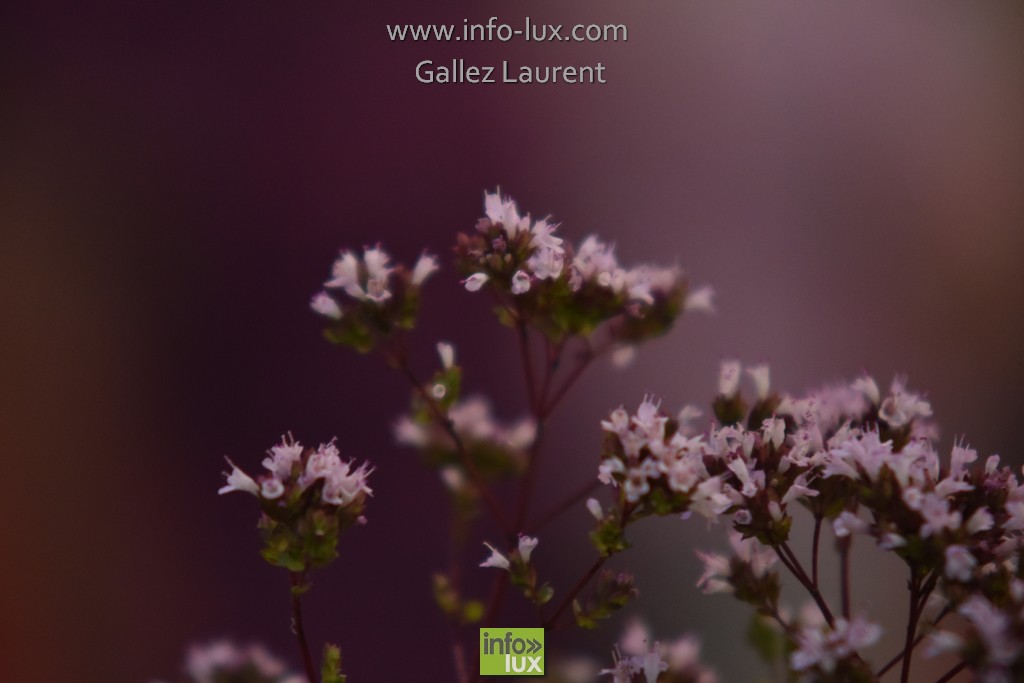 //media/jw_sigpro/users/0000001062/sd/libramonts0042