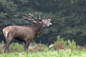 Ecoute  du brame du cerf en Fôret d’Anlier -Habay