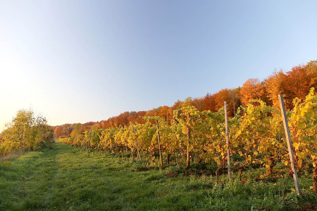 Quelques idées d'activités à faire en automne dans la région de Gosselies-Charleroi.