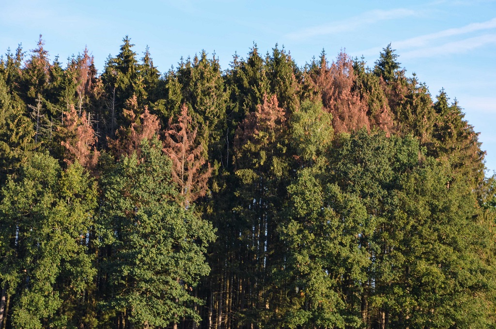 Sapins DE NOËL Quel Choix ?