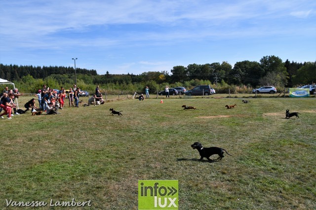 Journée 101 Teckels au club canin Pat’agiles Chiny