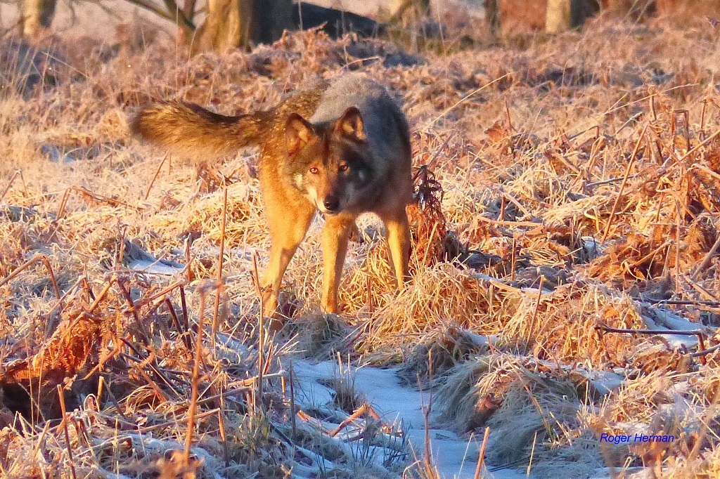 Loup en Wallonie