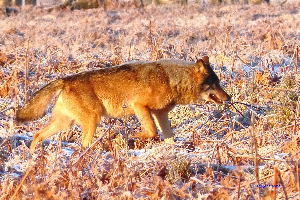 Loup Province de Luxembourg