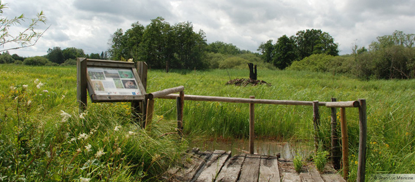 Les marais de la haute Semois (Balade – Fouches)