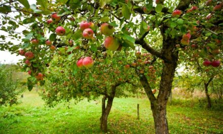 Formations , Ateliers : en construction, jardinage et savoir-faire à Anlier – Habay