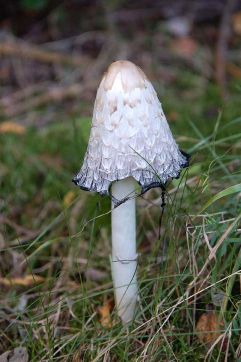 Balades champignons à Neufchâteau