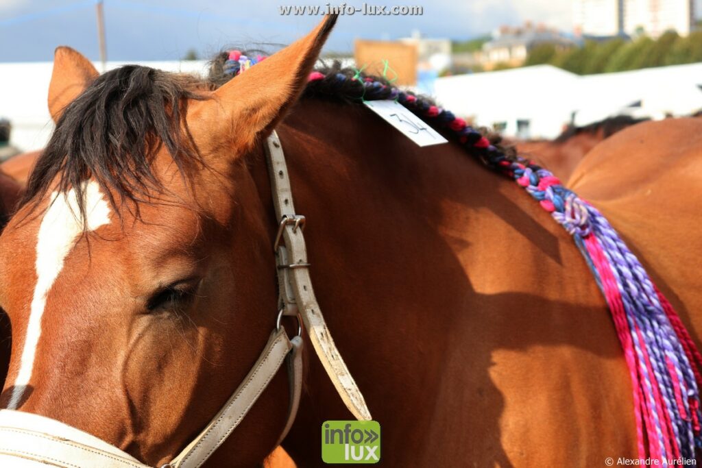 Foire de Sedan (Ardennes) : cheval de trait ardennais harnaché pour le concours chevalin