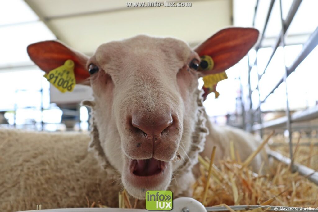 Foire de Sedan (Ardennes) : le concours ovin réunit plusieurs centaines d’animaux
