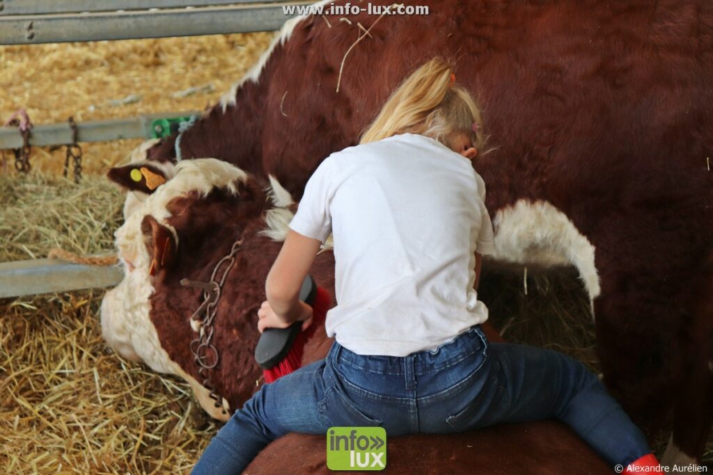Foire de Sedan (Ardennes) : derniers préparatifs dans la paille, avant le passage sur le ring