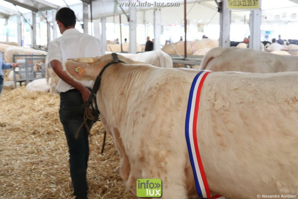 Foire de Sedan (Ardennes) : écharpe tricolore : un champion à l’issue de son concours d’élevage