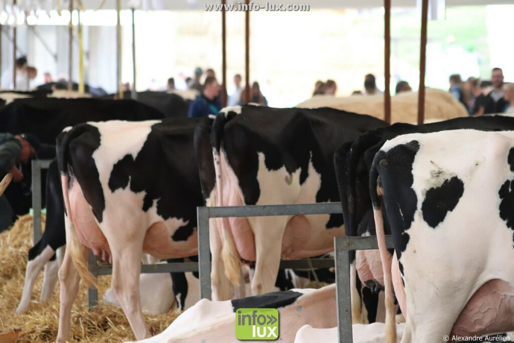 Foire de Sedan (Ardennes) : les stalles du hall bovin, ouvertes aux visiteurs