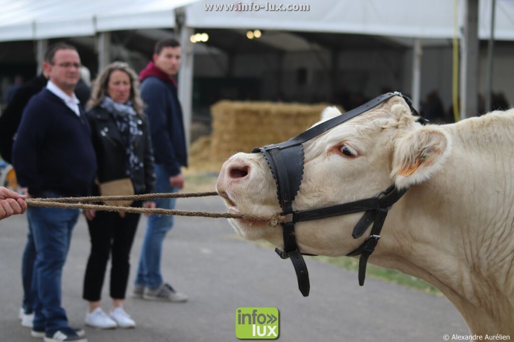Foire de Sedan (Ardennes) : un bovin charolais présenté au public sur le ring des concours