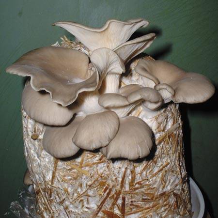 Culture de champignons sur buches de bois – Anlier Habay
