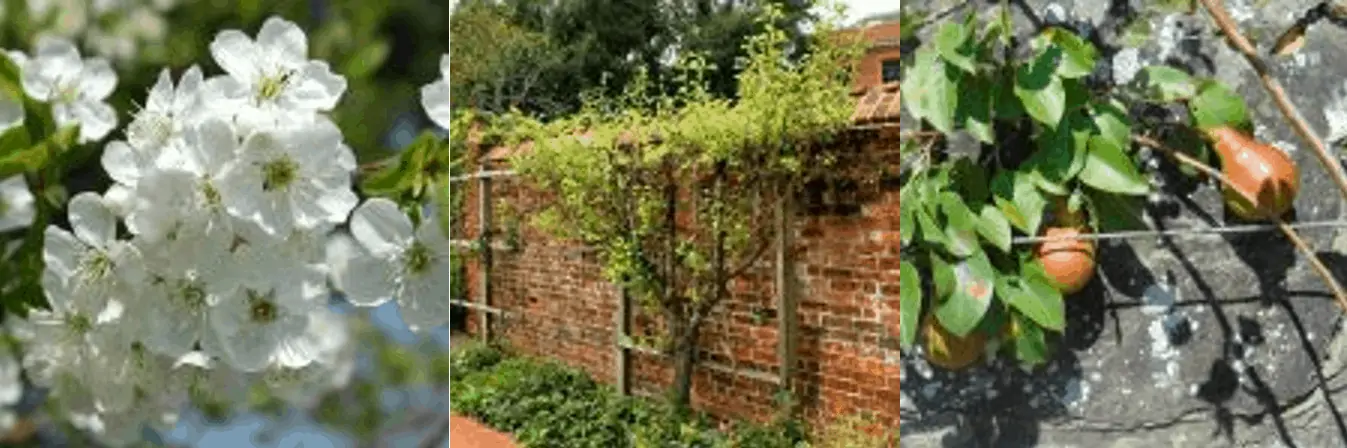 Atelier “Taille des fruitiers palissés” à Anlier