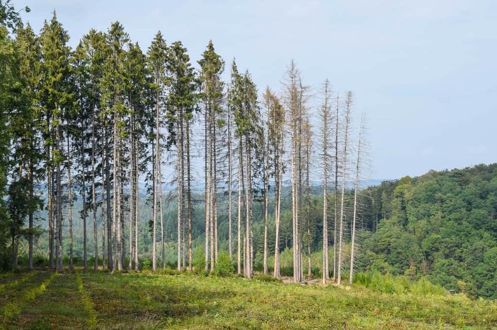 forêts d'Anlier