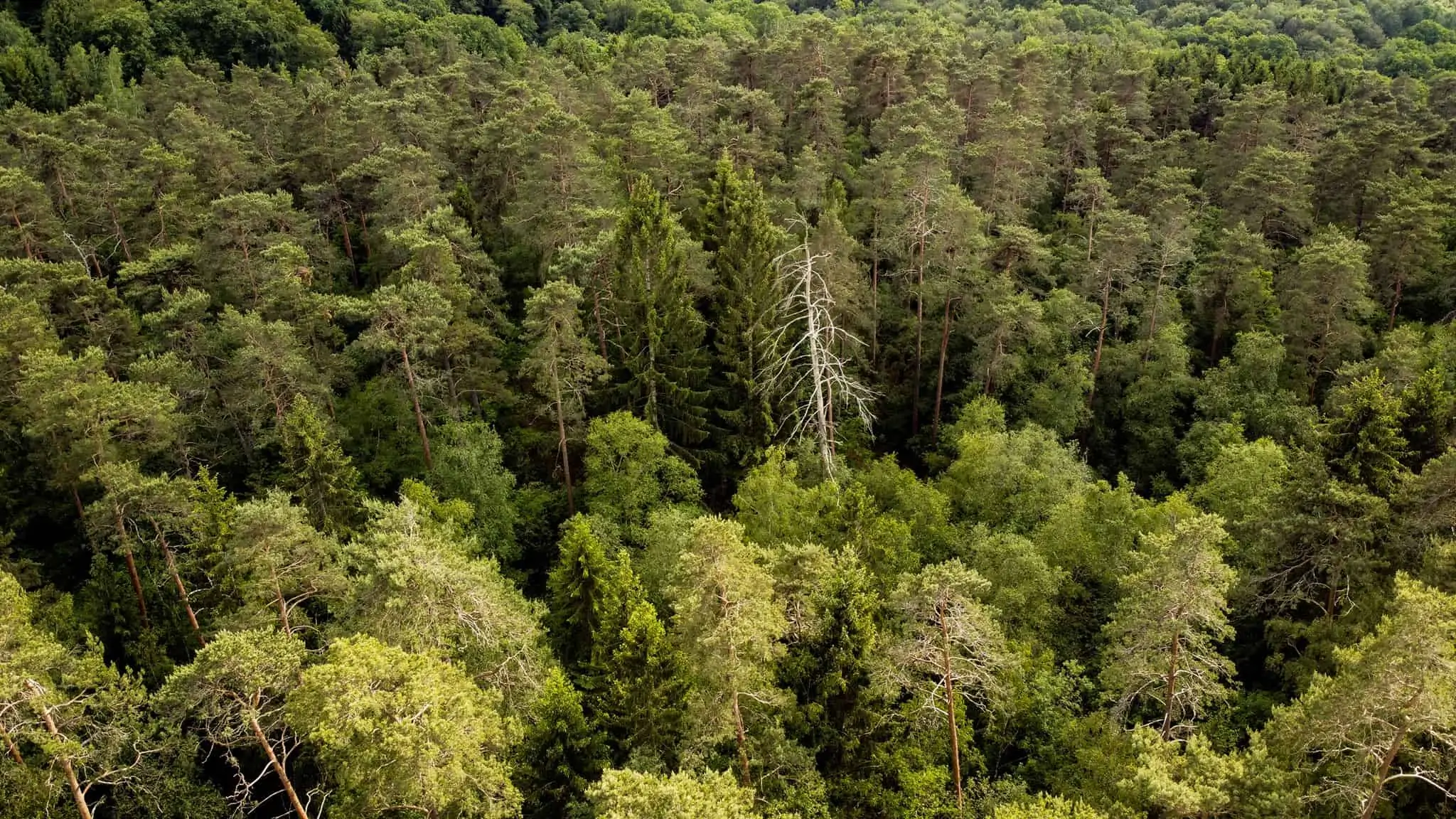 un million d’arbres et  4000 km de haies
