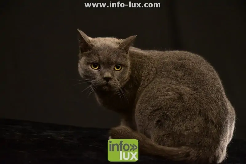 Bien-être animal  dans votre commune