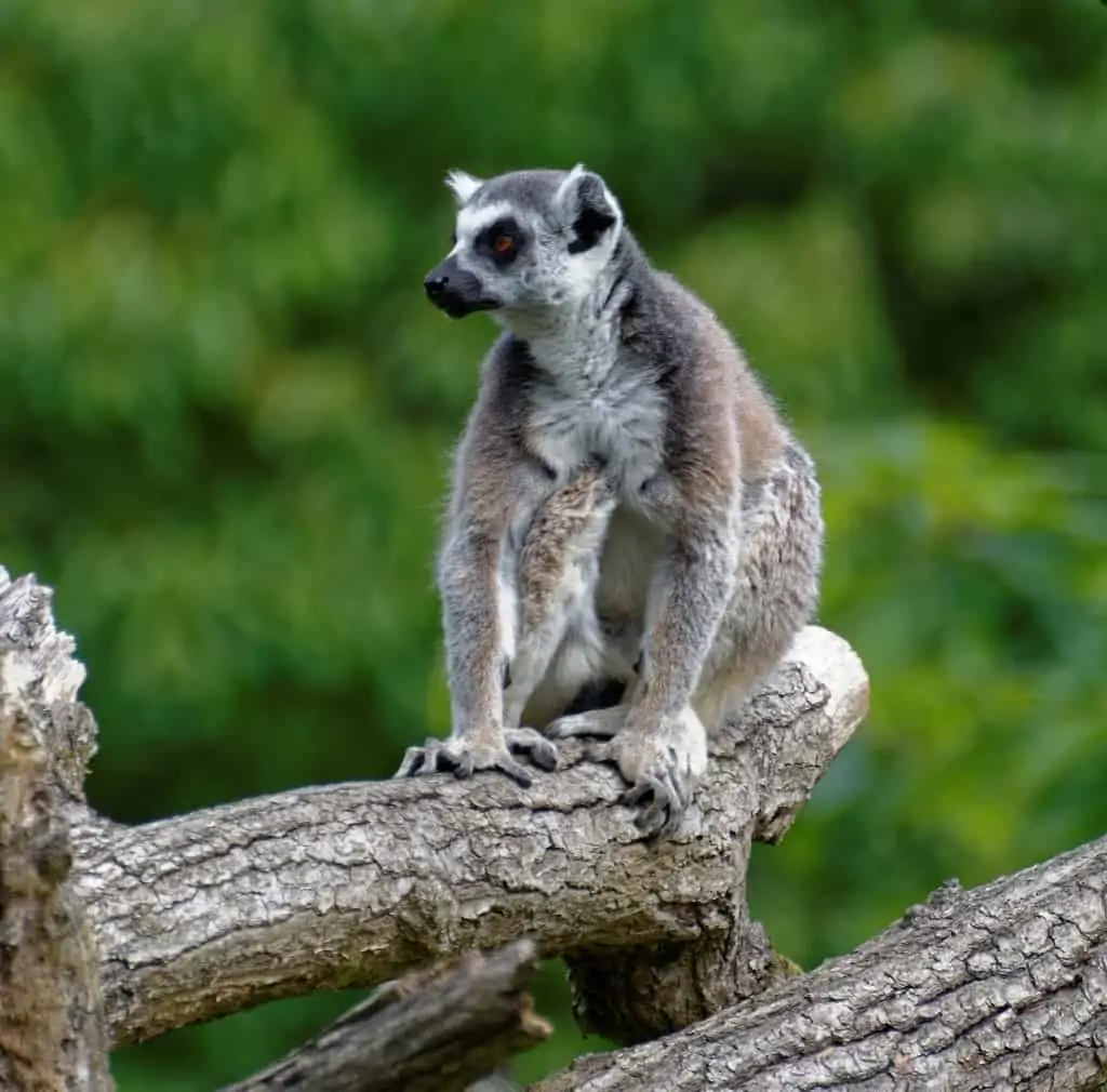  ZOOPARC à Vaux Sur sure