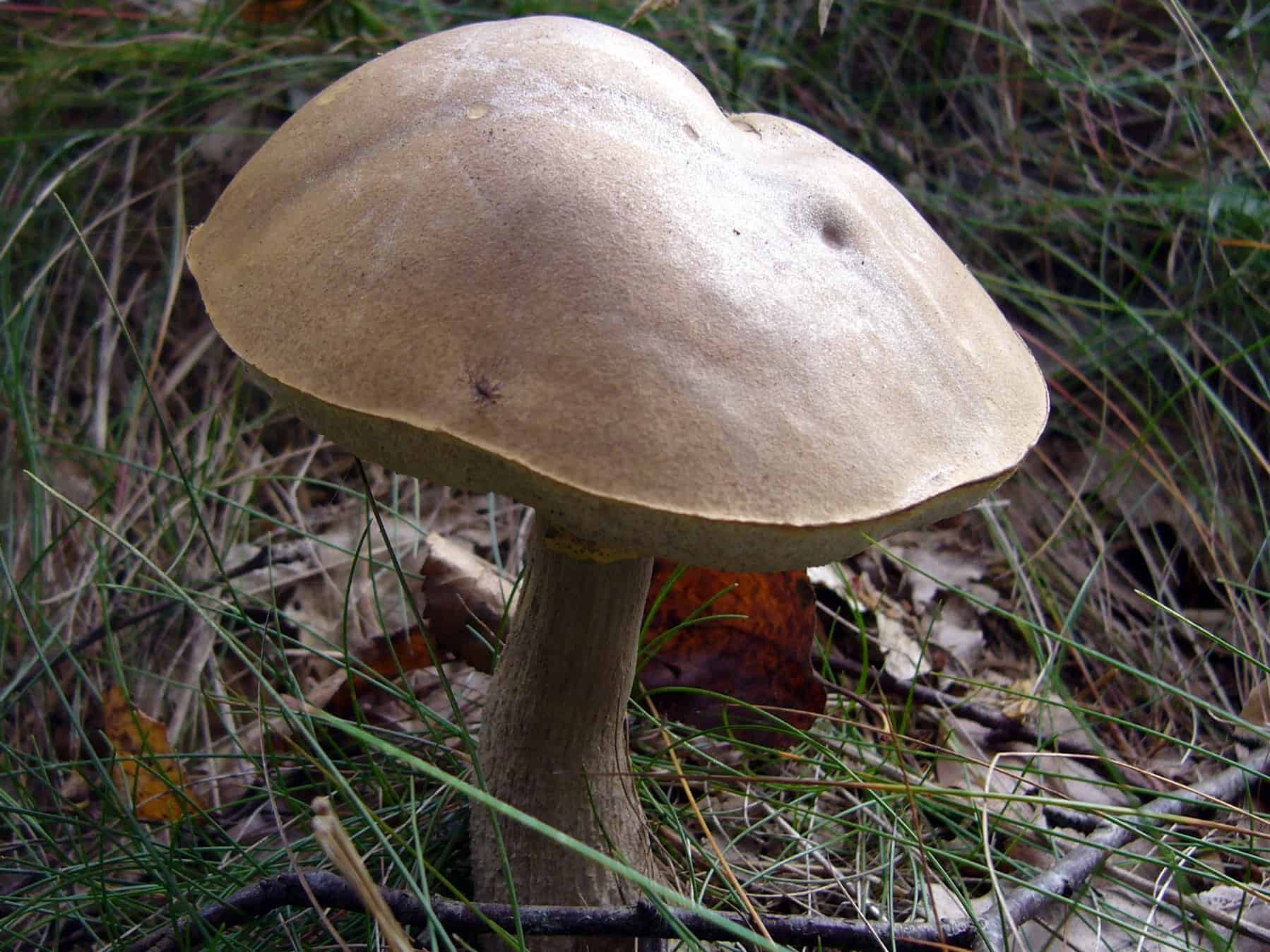 champignons (Balade – Petitvoir, Neufchâteau)