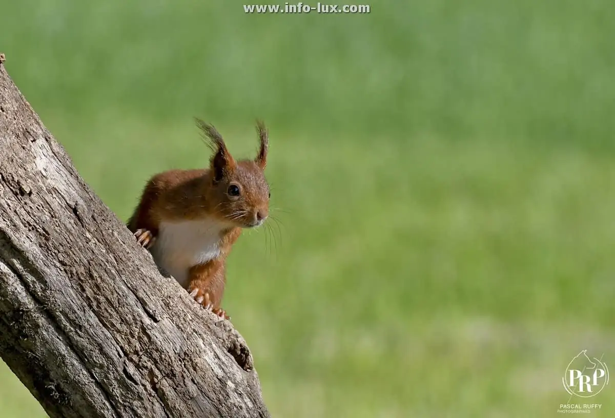 Pascal Ruffy découvrez ses photos !
