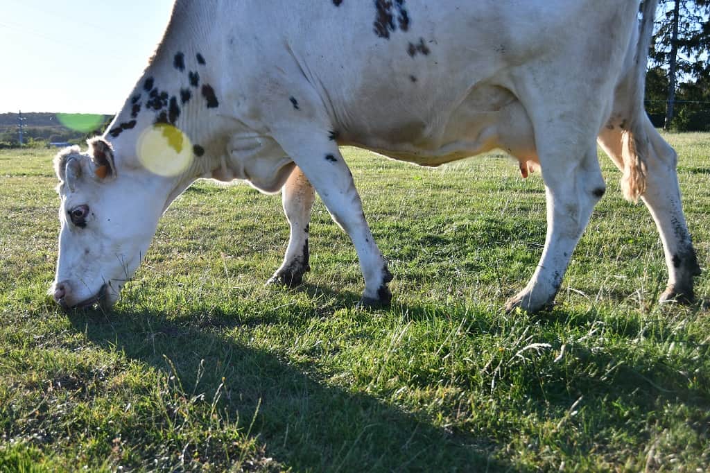 Abattre les animaux à la ferme