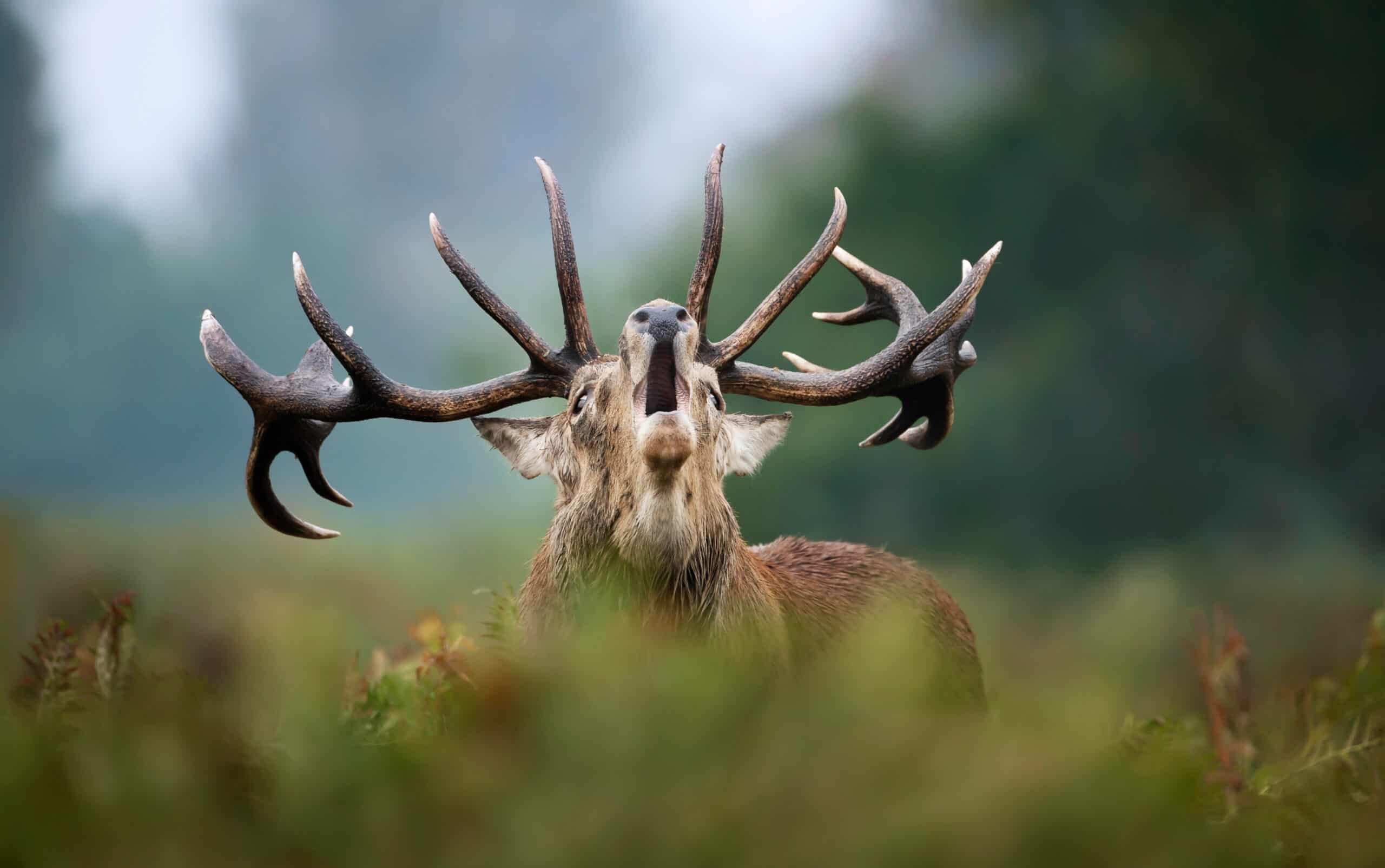 brame du cerf dans la forêts D’ANlier