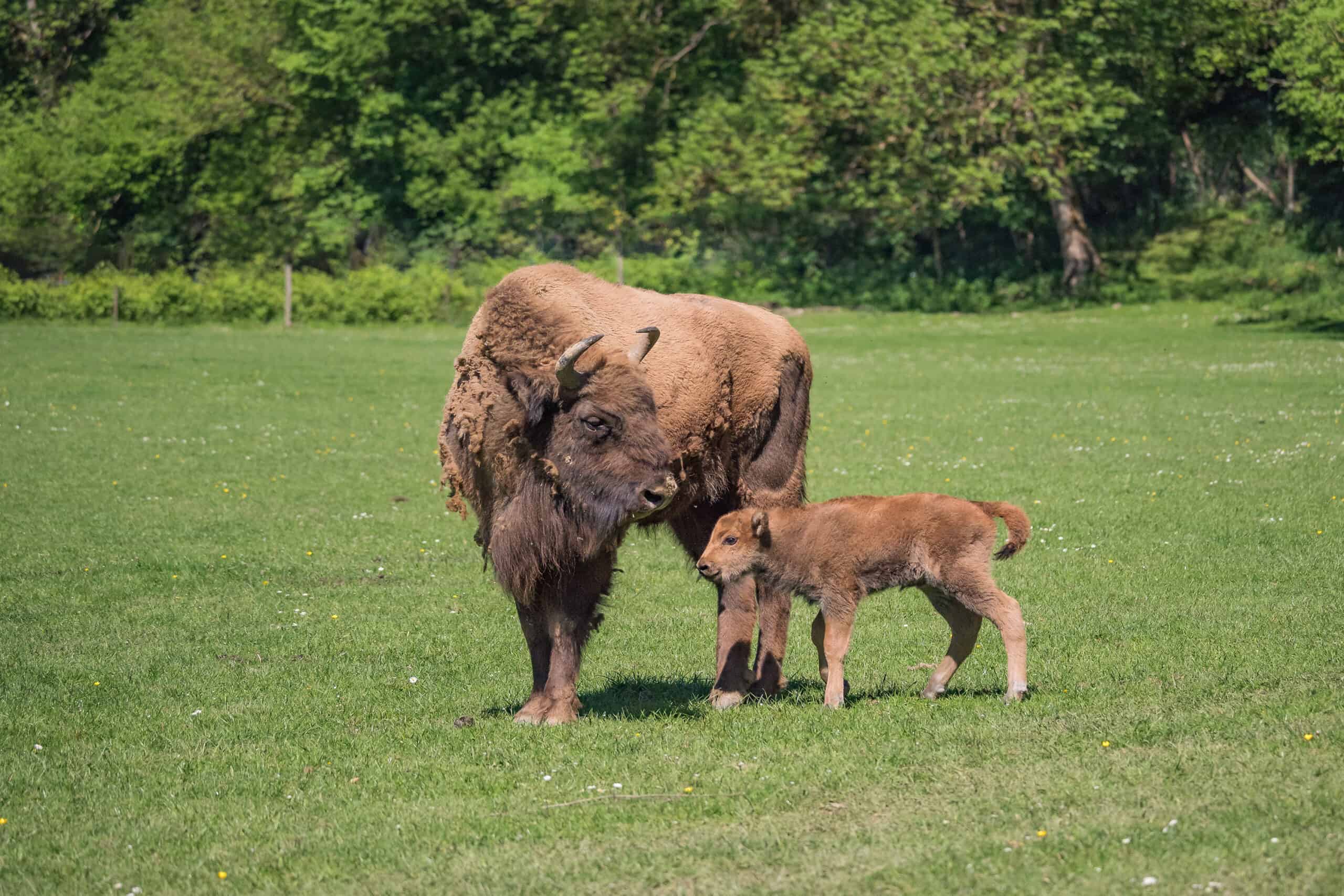 bisonne Parc Animalier de Han-sur-Lesse