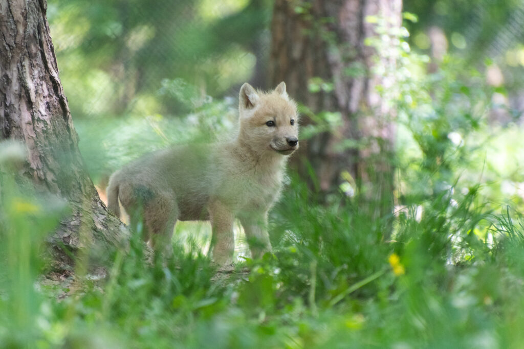 naissances se suivent dans le Parc Animalier du Domaine des Grottes de Han