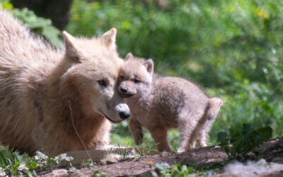 Des quintuplés au Parc Animalier de Han-sur-Lesse