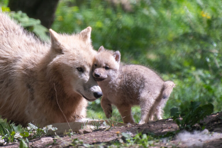 Des quintuplés au Parc Animalier de Han-sur-Lesse