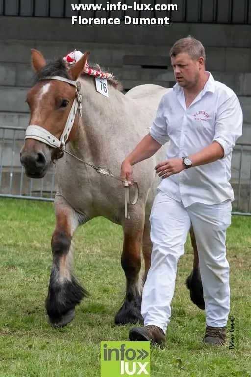 Cheval de trait Ardennais 
