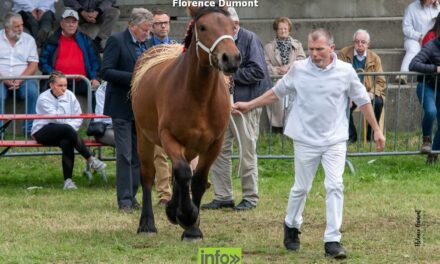 Cheval de trait Ardennais à Libramont