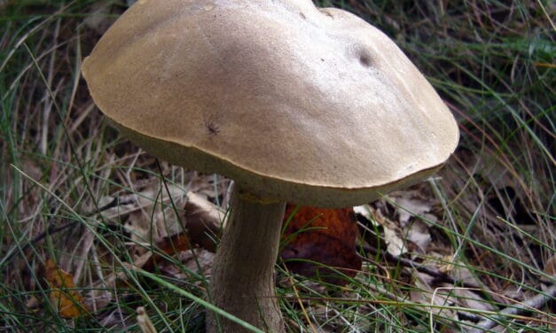 Sortie champignons à Neufchateau